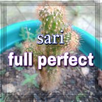 Sari - full perfect