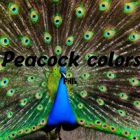 Phil - Peacock colors