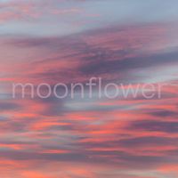 Moonflower - Painted Wind