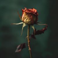 ViGO - Forgive Me