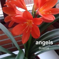 Angels - Boleros