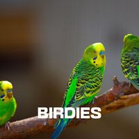 Chester - BIRDIES