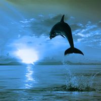 Kosta - Blue Dolphin Island