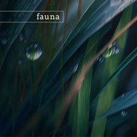 Fauna - katmai (nature)
