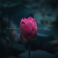 AnnN - Not Alone/Rain Sends Flowers