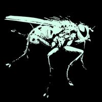 firefly - Atmospheric Beasts