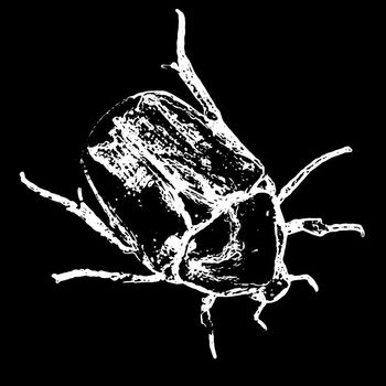 firefly - Beetle Shell