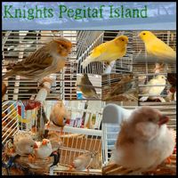 Knights - Pegitaf Island