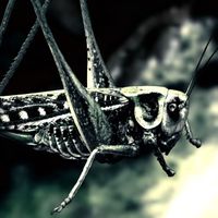 firefly - Grasshopper