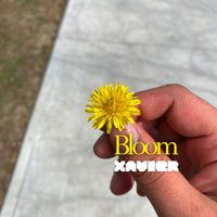 Xavier - Bloom