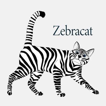 Jonas - Zebracat