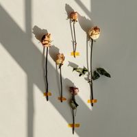 Ivaan & Devoniàn - Dead Roses
