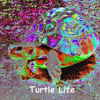 Alain Kalfon - Turtle Life