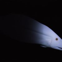 Juta - The White Fish