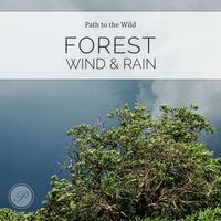 Path to the Wild - Forest Wind and Rain