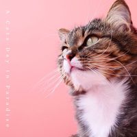 Cat Music - A Cats Day in Paradise