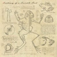 Truth - Anatomy of a Twinkle Toad