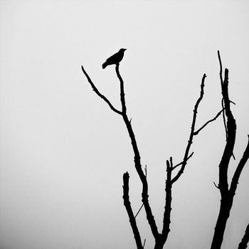 Lew Jones - Grove of the Crow