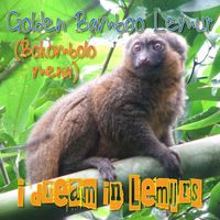 I Dream in Lemurs - Golden Bamboo Lemur (Bokombolomena)