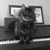 Music For Cats - It´s Meow or Never...