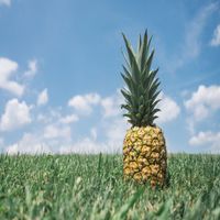 Radu Potcovar - A Pineapple