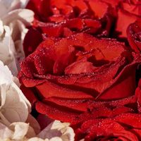 Rose - Red Rose (Explicit)