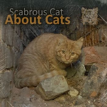 Scabrous Cat - About Cats