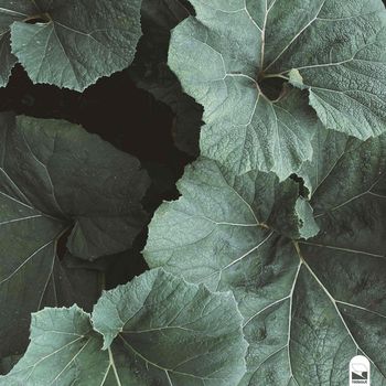 Fthmlss - Pluviophile