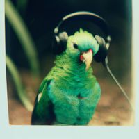 Pure Colors - Quetzal