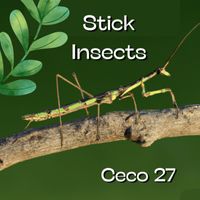Ceco 27 - Stick Insects