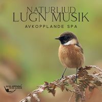 Avslappning Musik Akademi - Naturljud Lugn Musik (Avkopplande SPA)