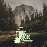 Wildtracks Lab - Nature sounds and forest ambiance