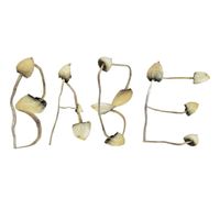 Babe Rainbow - Mushroom (Explicit)