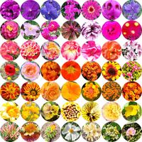 Nalepa - The Flowers