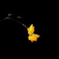 David Rozelle - The Bees Have Left Our Blooms