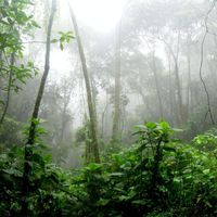 Calming Rainforest Sounds - Calming Rainforest Sounds VOL.1