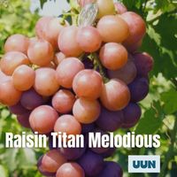 UUN - Raisin Titan Melodious