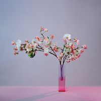 mxmtoon - plum blossom (revisited)