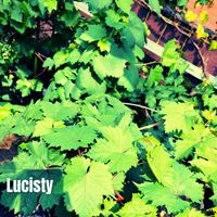 UUN - Lucisty