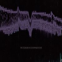 VSN7 - Hippocampus