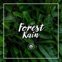 ASMR - Forest Rain