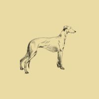 Cameron Hardyman - Greyhound