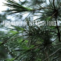 Colibri - Resonance of the Rainy Forest