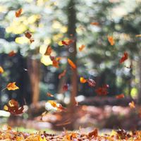 Four Seasons - Autumn