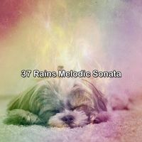 Rain Sounds Sleep - 37 Rains Melodic Sonata
