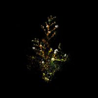 GlassHouse - Calliste