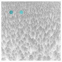 Taavi Tulev - ●●