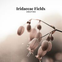 Iridaceae Fields - Awaiting