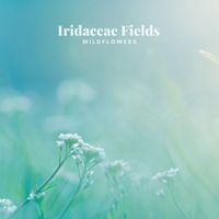 Iridaceae Fields - Wildflowers