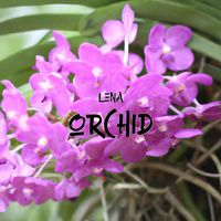 Lena - Orchid